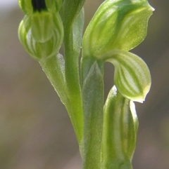 Hymenochilus bicolor (Black-tip Greenhood) at Kambah, ACT - 9 Oct 2010 by MatthewFrawley