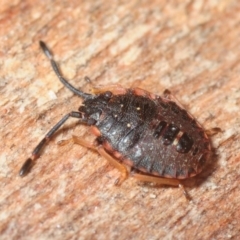 Diemenia rubromarginata (Pink-margined bug) at Molonglo Valley, ACT - 12 Aug 2018 by Harrisi