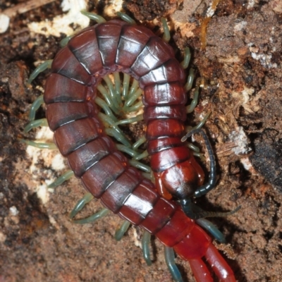 Cormocephalus sp.(genus) (Scolopendrid Centipede) at National Arboretum Forests - 12 Aug 2018 by Harrisi