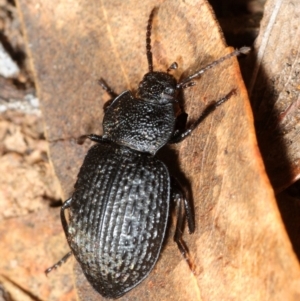 Adelium porcatum at Molonglo Valley, ACT - 27 Aug 2018