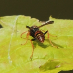 Polistes (Polistella) humilis (Common Paper Wasp) at Conder, ACT - 15 Mar 2015 by michaelb