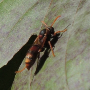 Polistes (Polistella) humilis at Conder, ACT - 15 Mar 2015