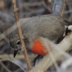 Petroica boodang (Scarlet Robin) at Greenway, ACT - 20 Aug 2018 by michaelb