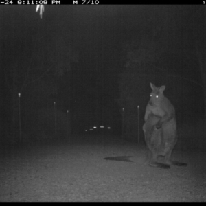 Macropus giganteus at Michelago, NSW - 24 Jul 2017 08:11 PM