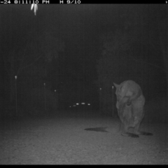 Macropus giganteus at Michelago, NSW - 24 Jul 2017 08:11 PM