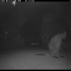 Macropus giganteus at Michelago, NSW - 24 Jul 2017 08:11 PM