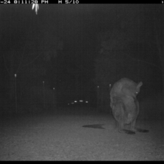 Macropus giganteus at Michelago, NSW - 24 Jul 2017