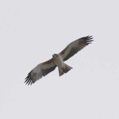 Hieraaetus morphnoides (Little Eagle) at  - suppressed by Illilanga