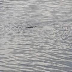 Ornithorhynchus anatinus (Platypus) at Queanbeyan, NSW - 1 Sep 2018 by tom.tomward@gmail.com