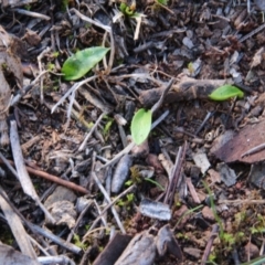 Ophioglossum lusitanicum (Adder's Tongue) at Canberra Central, ACT - 1 Sep 2018 by petersan
