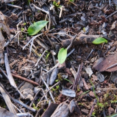 Ophioglossum lusitanicum (Adder's Tongue) at Canberra Central, ACT - 2 Sep 2018 by petersan