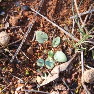 Pterostylis sp. at Hackett, ACT - 2 Sep 2018