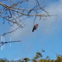 Callocephalon fimbriatum (Gang-gang Cockatoo) at Chifley, ACT - 20 Aug 2018 by redsnow