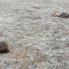 Tachyglossus aculeatus (Short-beaked Echidna) at Majura, ACT - 1 Sep 2018 by JaneR