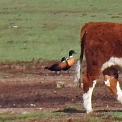 Tadorna tadornoides (Australian Shelduck) at Bungendore, NSW - 1 Sep 2018 by RodDeb