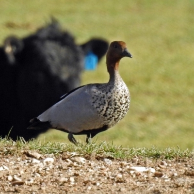 Chenonetta jubata (Australian Wood Duck) at Bungendore, NSW - 1 Sep 2018 by RodDeb