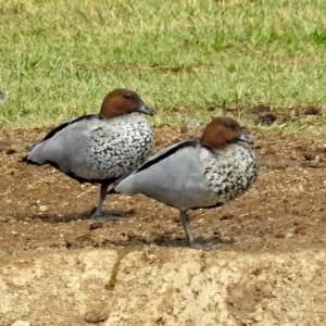 Chenonetta jubata at Bungendore, NSW - 1 Sep 2018