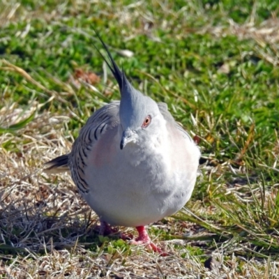 Ocyphaps lophotes (Crested Pigeon) at Bungendore, NSW - 1 Sep 2018 by RodDeb