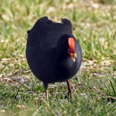 Gallinula tenebrosa (Dusky Moorhen) at Bungendore, NSW - 1 Sep 2018 by RodDeb