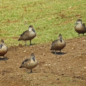 Anas gracilis at Bungendore, NSW - 1 Sep 2018