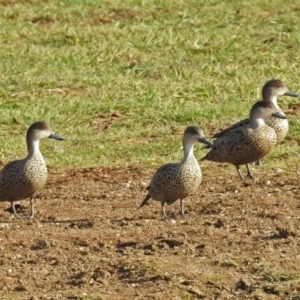 Anas gracilis at Bungendore, NSW - 1 Sep 2018