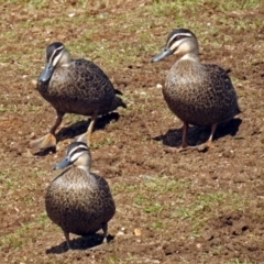 Anas superciliosa (Pacific Black Duck) at Bungendore, NSW - 1 Sep 2018 by RodDeb