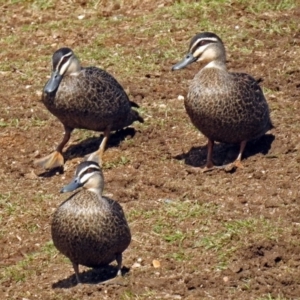 Anas superciliosa at Bungendore, NSW - 1 Sep 2018