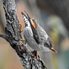 Daphoenositta chrysoptera (Varied Sittella) at Bungendore, NSW - 1 Sep 2018 by RodDeb