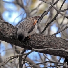 Daphoenositta chrysoptera at Bungendore, NSW - 1 Sep 2018