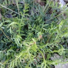 Vicia sativa (Common Vetch) at Campbell, ACT - 2 Sep 2018 by JanetRussell