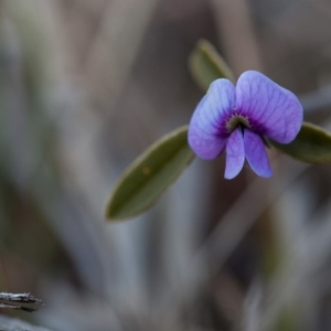 Hovea heterophylla at Murrumbateman, NSW - 2 Sep 2018