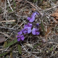 Hovea heterophylla at Murrumbateman, NSW - 2 Sep 2018