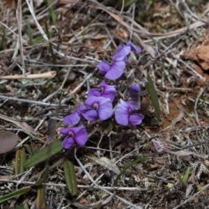 Hovea heterophylla at Murrumbateman, NSW - 2 Sep 2018