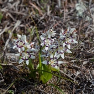 Wurmbea dioica subsp. dioica at Murrumbateman, NSW - 2 Sep 2018