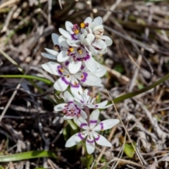 Wurmbea dioica subsp. dioica at Murrumbateman, NSW - 2 Sep 2018