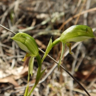 Bunochilus umbrinus (Broad-sepaled Leafy Greenhood) at Aranda, ACT - 2 Sep 2018 by CathB