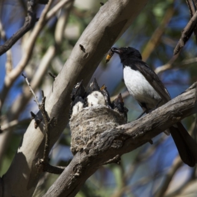 Rhipidura leucophrys (Willie Wagtail) at Michelago, NSW - 6 Jan 2013 by Illilanga