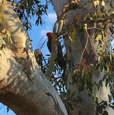 Callocephalon fimbriatum (Gang-gang Cockatoo) at Hughes, ACT - 2 Sep 2018 by KL