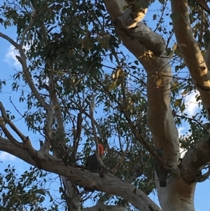 Callocephalon fimbriatum at Hughes, ACT - 2 Sep 2018