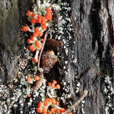 Cladonia sp. (genus) (Cup Lichen) at Corrowong, NSW - 2 Sep 2018 by BlackFlat