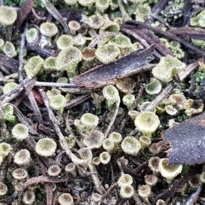 Cladonia sp. (genus) (Cup Lichen) at Corrowong, NSW - 2 Sep 2018 by BlackFlat