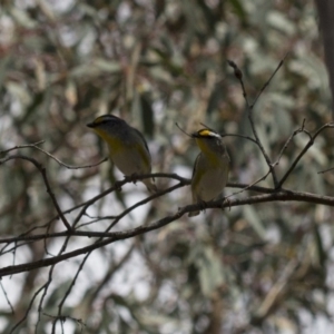 Pardalotus striatus at Michelago, NSW - 24 Nov 2017 12:10 PM