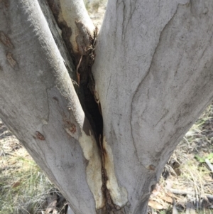 Pardalotus striatus at Michelago, NSW - 24 Nov 2017 12:10 PM