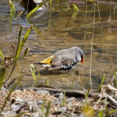 Stagonopleura guttata (Diamond Firetail) at Michelago, NSW - 2 Feb 2015 by Illilanga