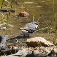 Stagonopleura guttata at Michelago, NSW - 2 Feb 2015