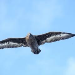 Stercorarius antarcticus (Brown Skua) at Eden, NSW - 1 Sep 2018 by Leo