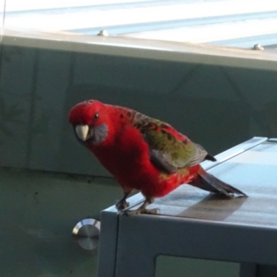 Platycercus elegans (Crimson Rosella) at Reid, ACT - 2 Sep 2018 by JanetRussell