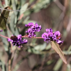 Hardenbergia violacea at Bruce, ACT - 2 Sep 2018 10:10 AM