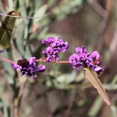 Hardenbergia violacea (False Sarsaparilla) at Bruce, ACT - 2 Sep 2018 by AlisonMilton