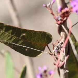 Hardenbergia violacea at Bruce, ACT - 2 Sep 2018 10:10 AM